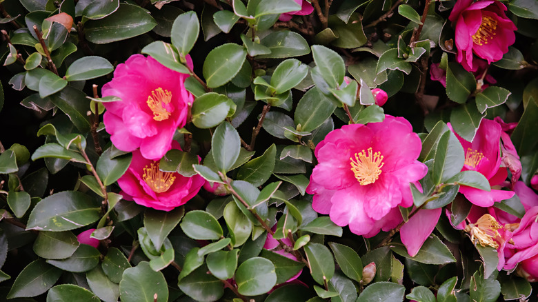 Ground rose (Rosa spithamea)