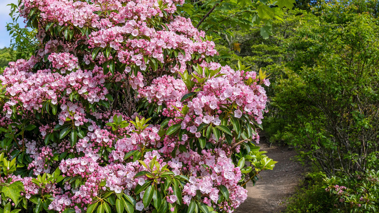 mountain laurel shrub in bloom