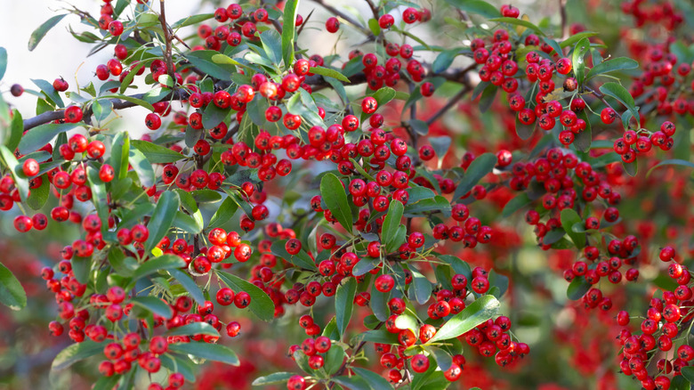 Red chokeberries on shrub