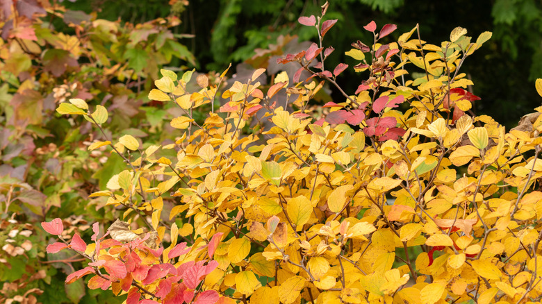 Witch-alder in fall