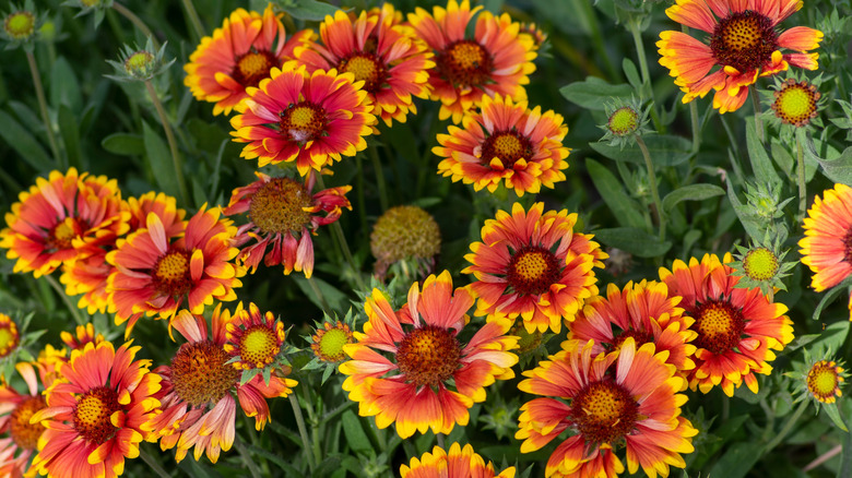 blanket flower in bloom