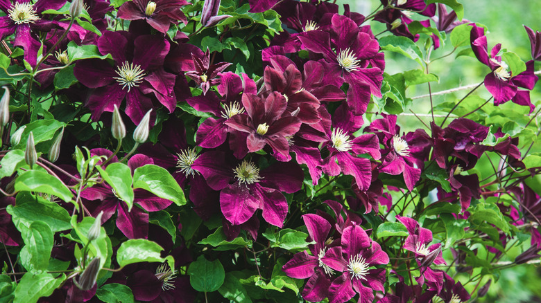 purple clematis vine