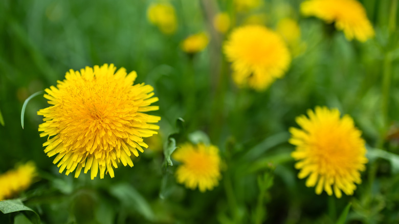 closeup of dandelions