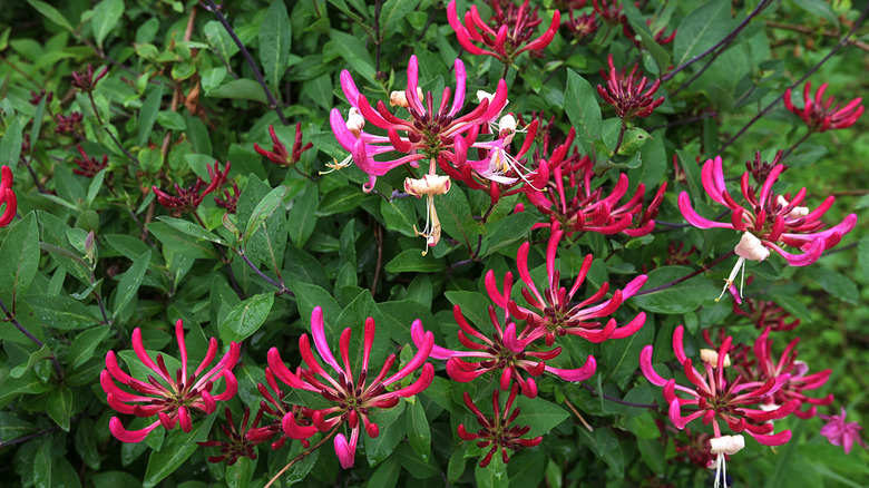 trumpet honeysuckle in bloom