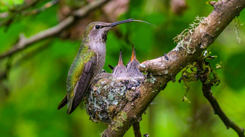 hummingbird feeding young in nest