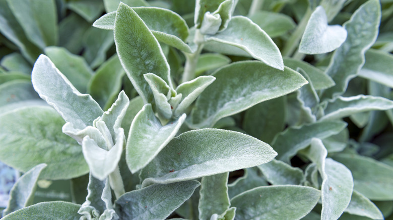 closeup of lamb's ear plant