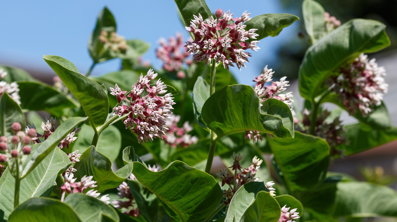 closeup of milkweed