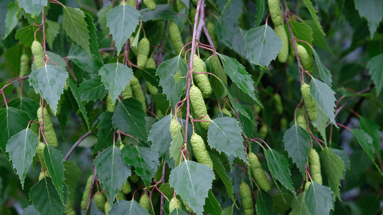 catkins on a beech tree