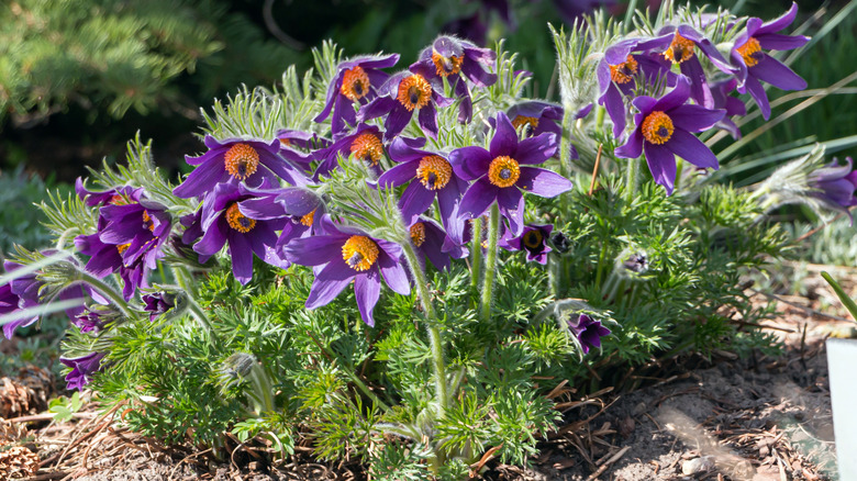 pasque flowers in bloom