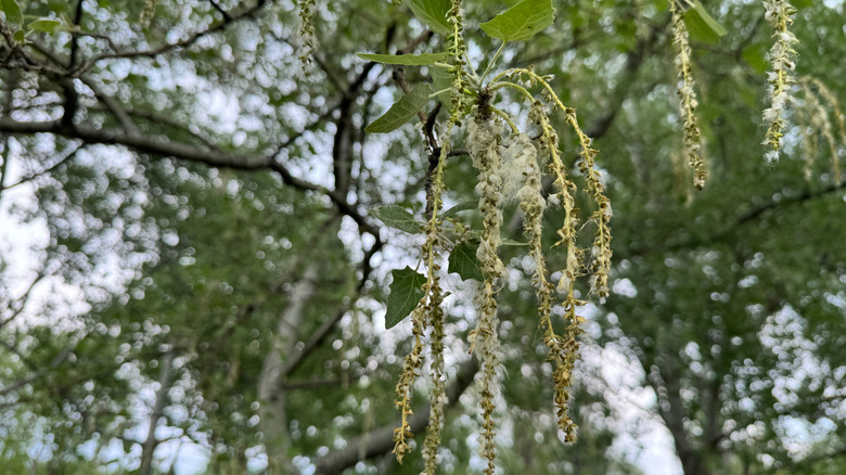 closeup of poplar trees