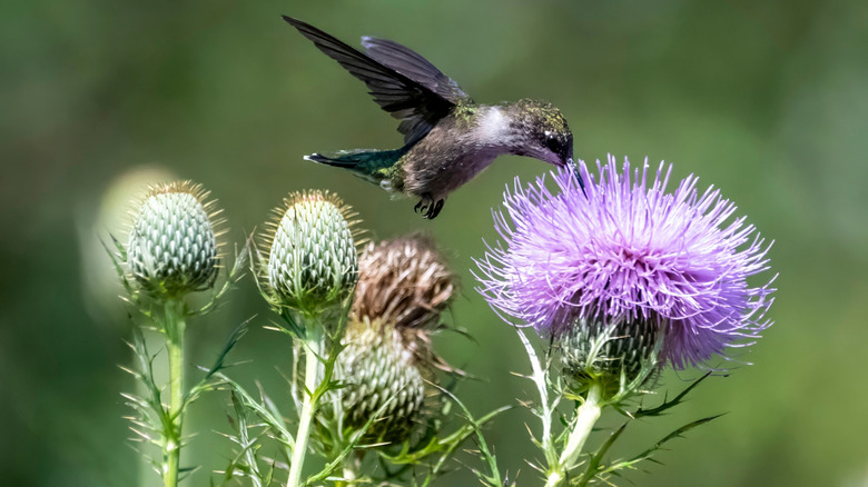 hummingbird drinking from thistle