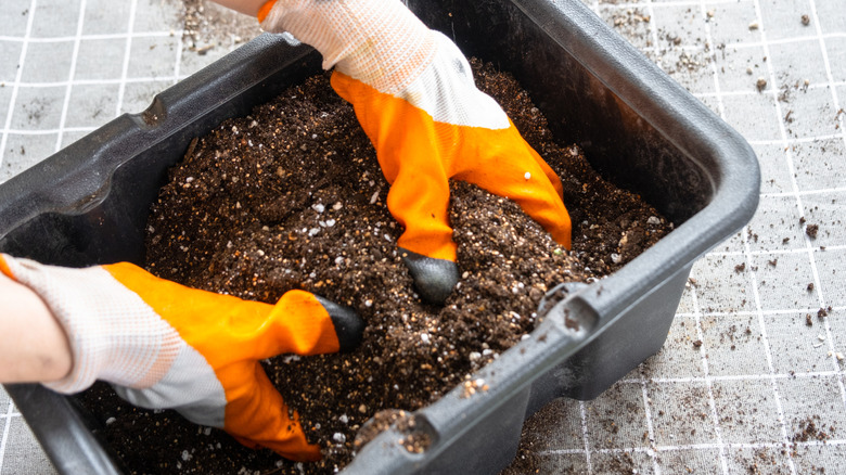 person with orange and white gardening gloves digging their hands into potting soil in a black container