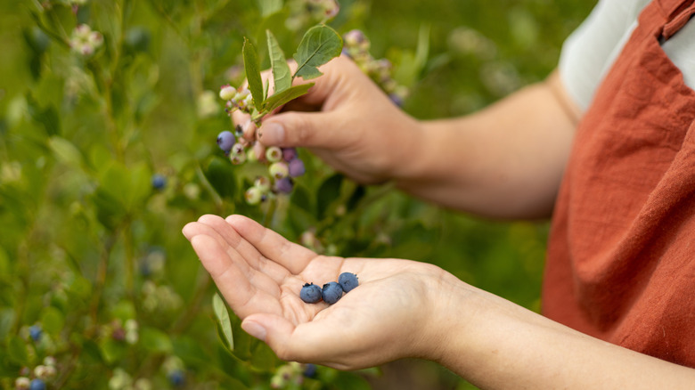 Person picking blueberries from a bush