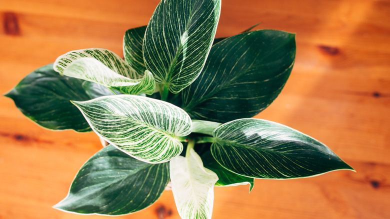 philodendron birkin in a pot seen from above