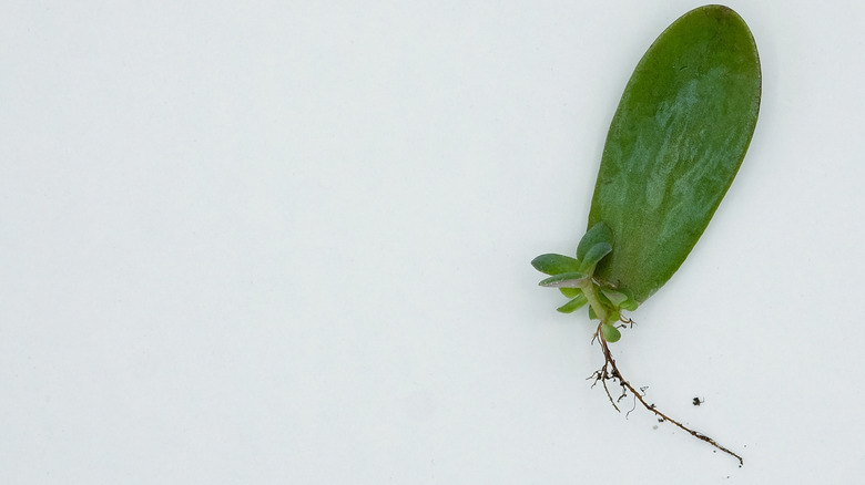 leaf from jade plant