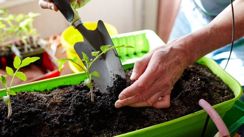 Planting New Sprouts in Soil