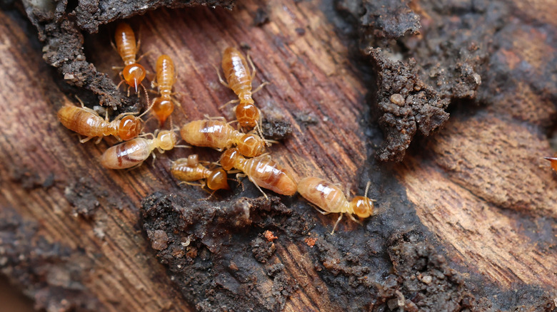 Termites on wood