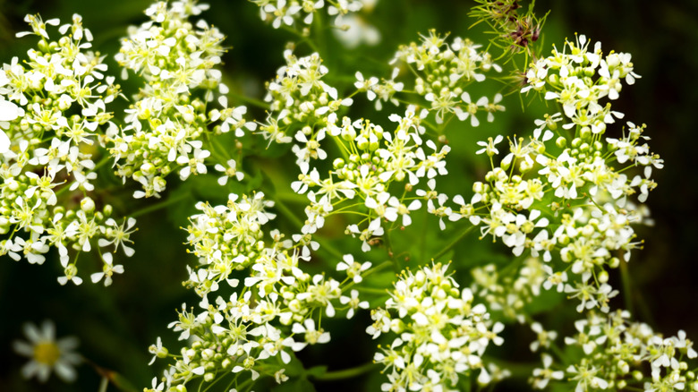 sweet woodruff up close