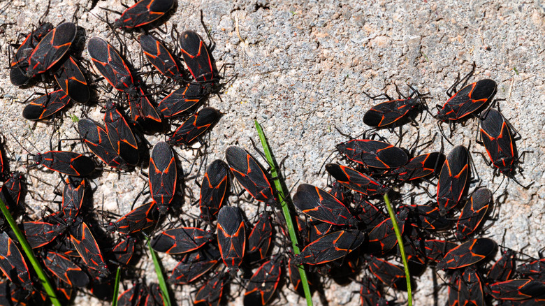 boxelder bugs on a foundation