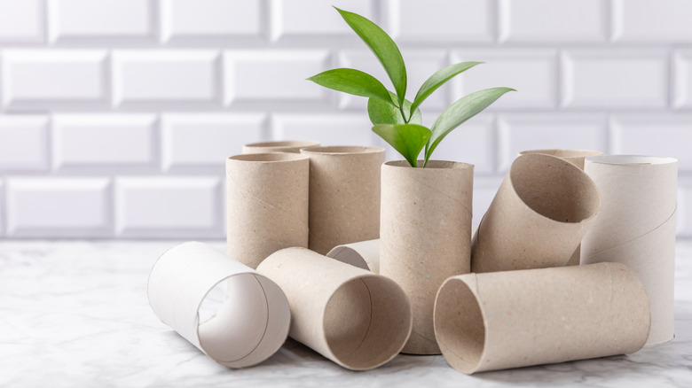 empty pile of toilet paper tubes -- one sitting upright has a plant inside of it