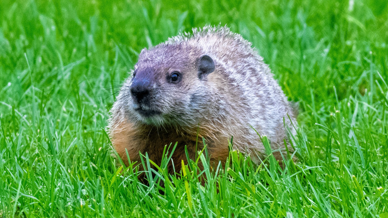 groundhog standing on the grass