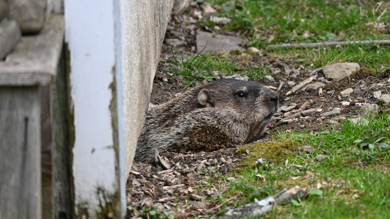 groundhog digging from under a white shed