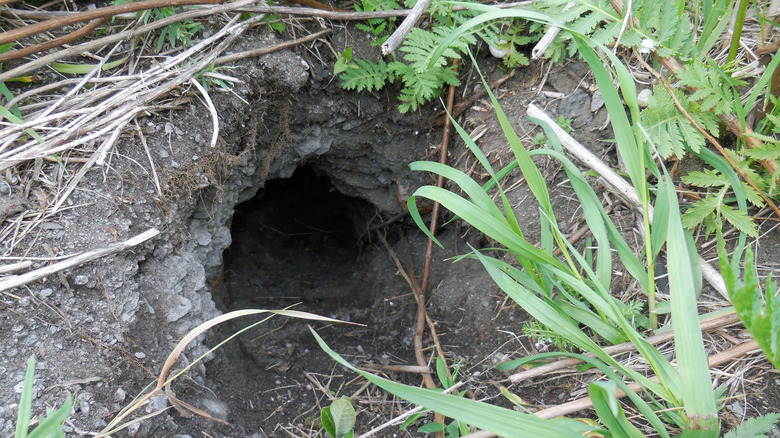 groundhog hole visible in dirt with grass surrounding