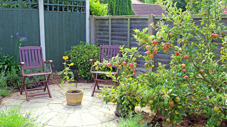 A small, fenced-in garden with an apple tree, lavender, and a potted sunflower. A circular seating area includes two wooden folding chairs.