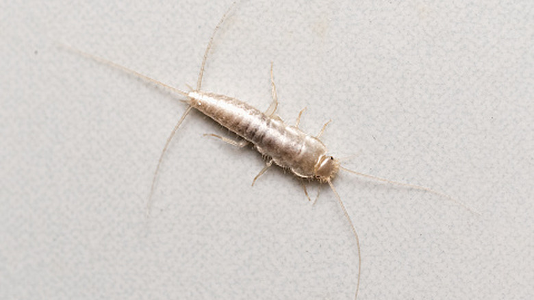 silverfish crawling along bathroom floor