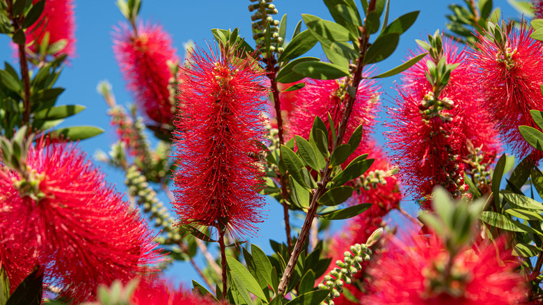 red bottlebrush up close against a blue sky