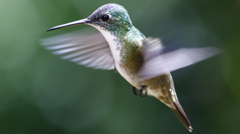 hummingbird flying