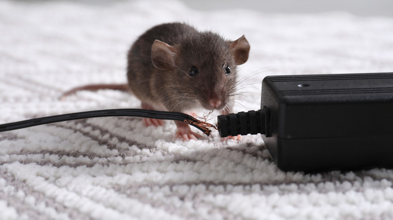 Rat with chewed wire