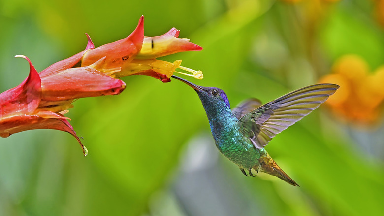 Hummingbird red and yellow flowers