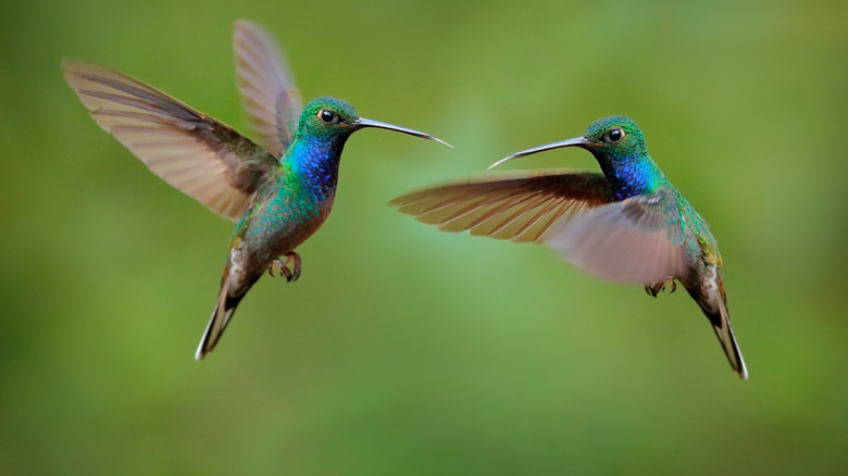 Two hummingbirds fighting