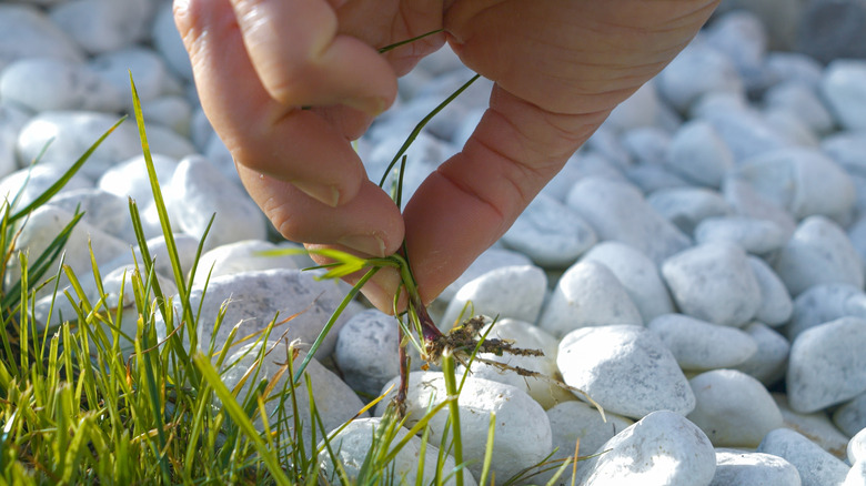 Close-up of a hand pulling weeds from gravel