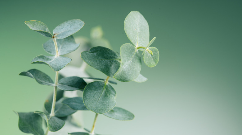 eucalyptus plant