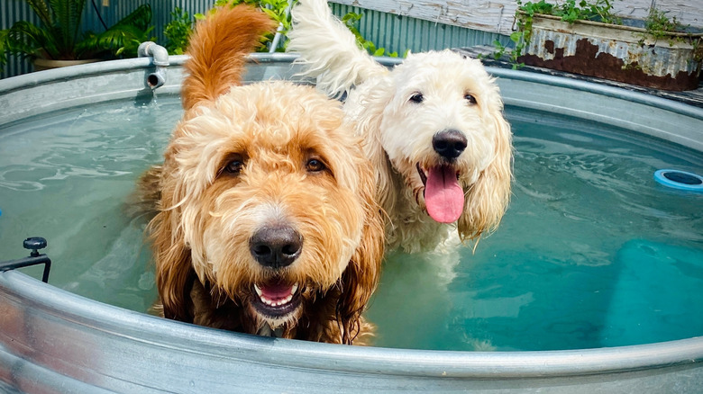 two golden dogs in stock tank pool