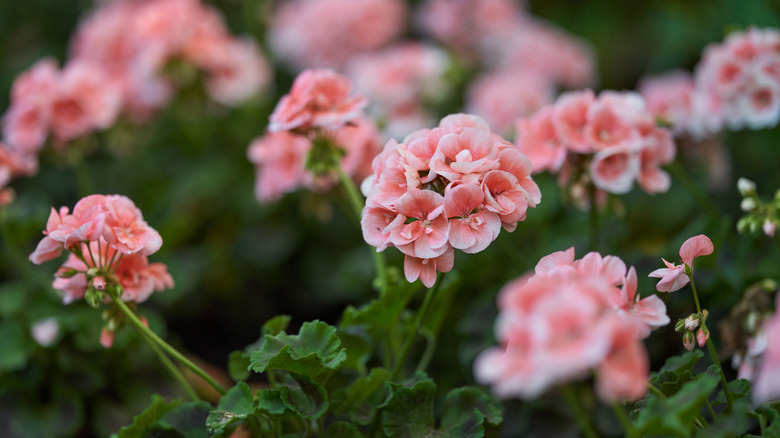 A bush of growing pink geraniums is visible in various states of focus.