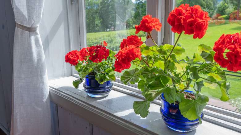 A pair of potted red geraniums sit on the windowsill.