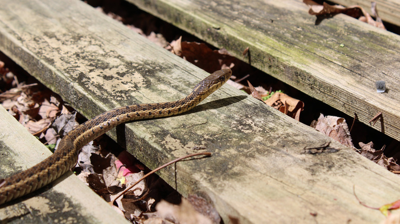 snake crawling across boards