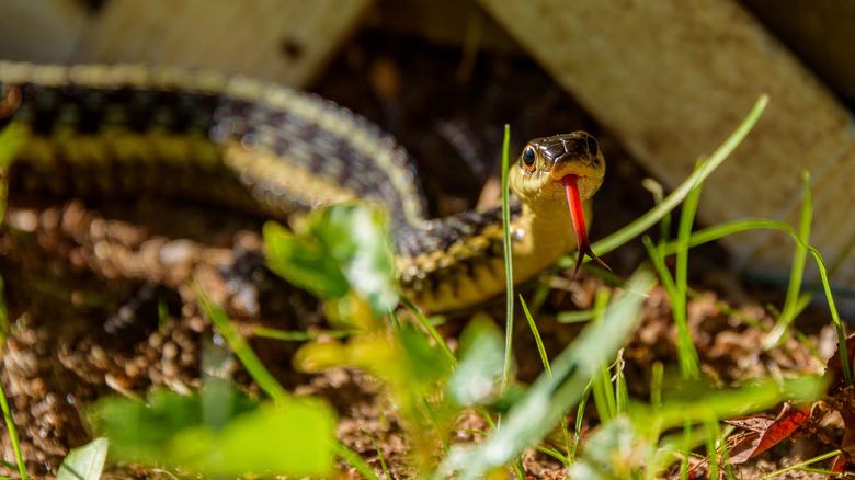 garter snake slithering near deck