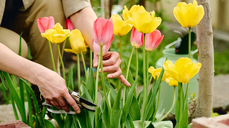 tulips being pruned outdoors