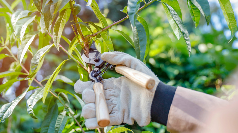 woman trimming branches of herbaceous peonies