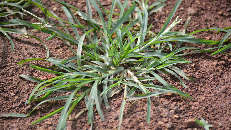 Indian goosegrass (Eleusine indica) surrounded by dirt