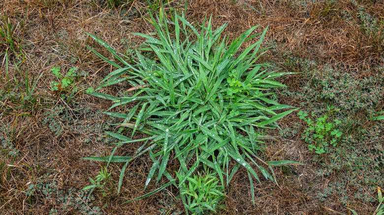 crabgrass weed in lawn