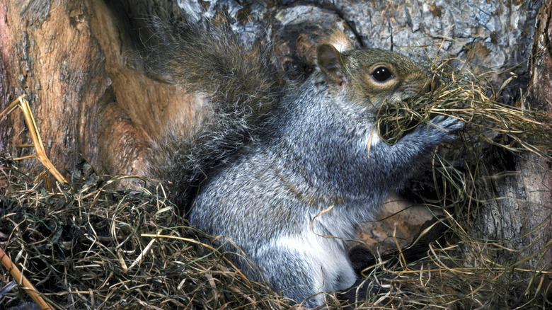 squirrel in a nest