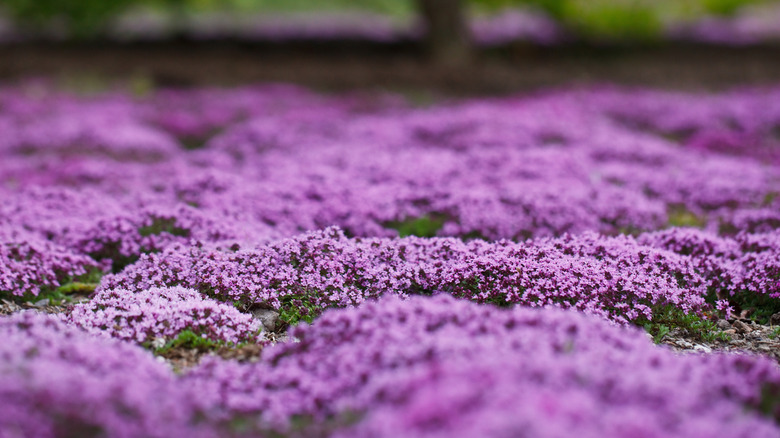 creeping thyme field near tree