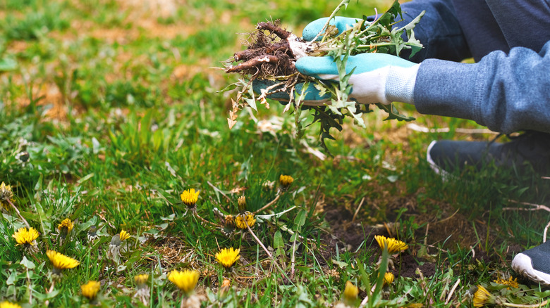 person pulling weeds out of lawn