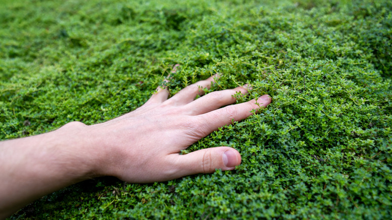 hand touching creeping thyme