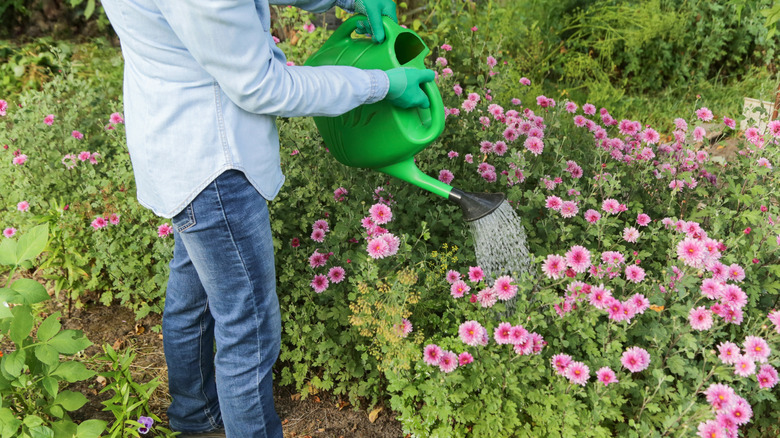 Gardener watering pink chrysanthemums in garden